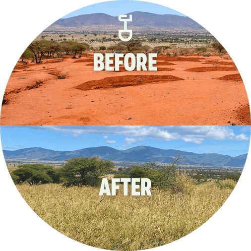 justdiggit antes depois